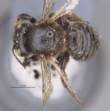 Media type: image;   Entomology 15718 Aspect: habitus dorsal view